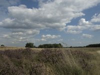 NL, Noord-Brabant, Heeze-Leende, Strabrechtsche Heide 15, Saxifraga-Jan van der Straaten